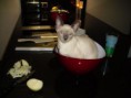 /album/fotogalerie-vorherige-kitten/nala-hilft-manuela-in-ebensee-beim-kochen-jpg/